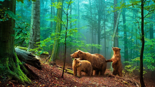 Bears woods nature light rays free wallpaper - medium preview image