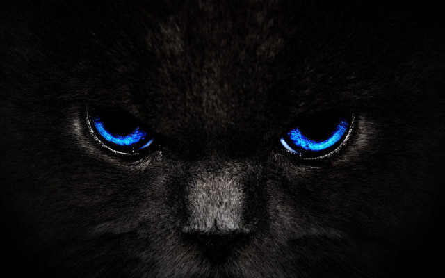 Black cat blue eyes gothic free wallpaper - medium preview image