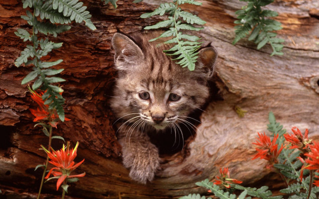 Kitten peeking tree flower autumn free wallpaper - medium preview image