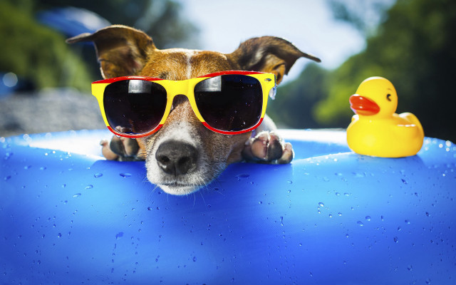 Dog sunglasses rubberduck park summer free wallpaper - medium preview image