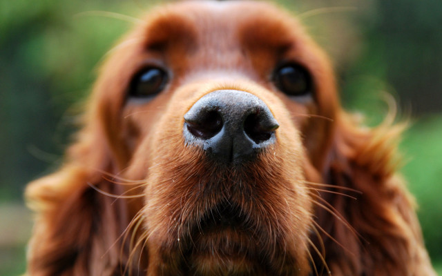 Dog face closeup blurry background #3 free wallpaper - medium preview image