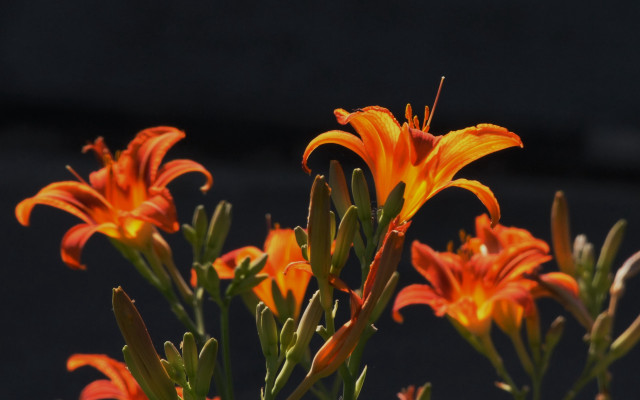Orange flower black background fire free wallpaper - medium preview image