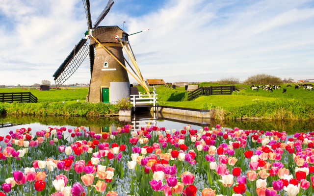 Windmill tulips flowers landscape tiltshift free wallpaper - medium preview image