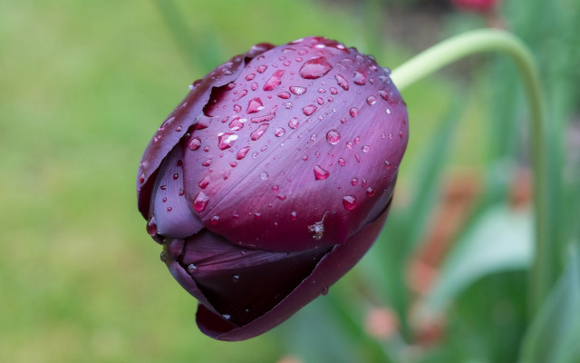 Purple flower water droplets green #2 free wallpaper - medium preview image