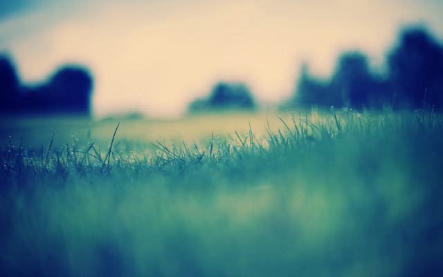 Blurry grassy field trees blue free wallpaper - medium preview image