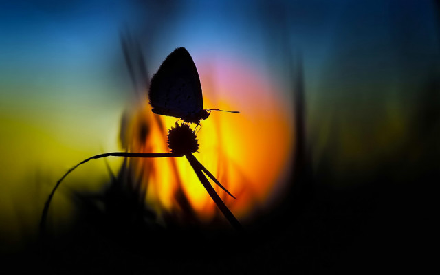 Butterfly flower sunset backlight macro #2 free wallpaper - medium preview image