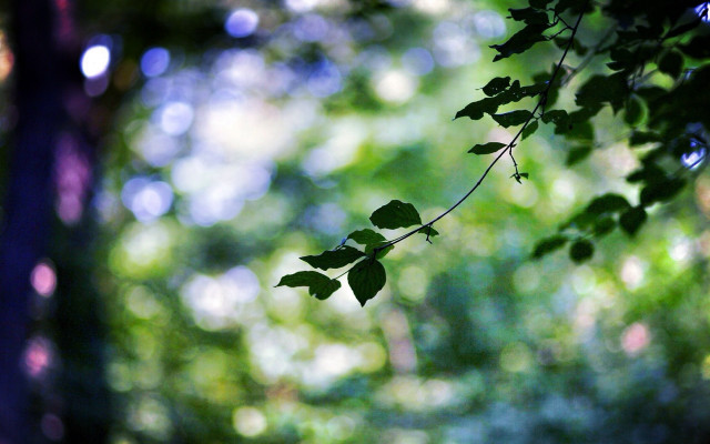 Leafy branch forest sunlight bokeh free wallpaper - medium preview image