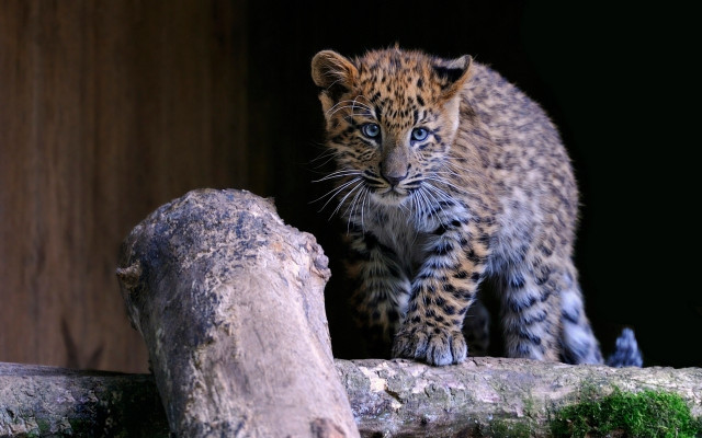 Leopard cub logging zoo blue free wallpaper - medium preview image