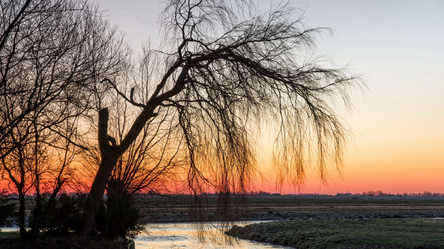 Bare tree river sunset clouds free wallpaper for desktop - medium preview image