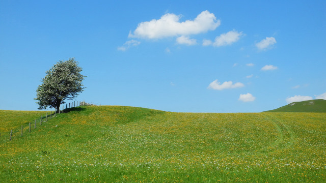 Lone tree grassy hill fence free wallpaper - medium preview image