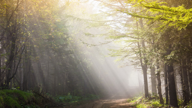 Dirt road forest sunbeams fog free wallpaper - medium preview image