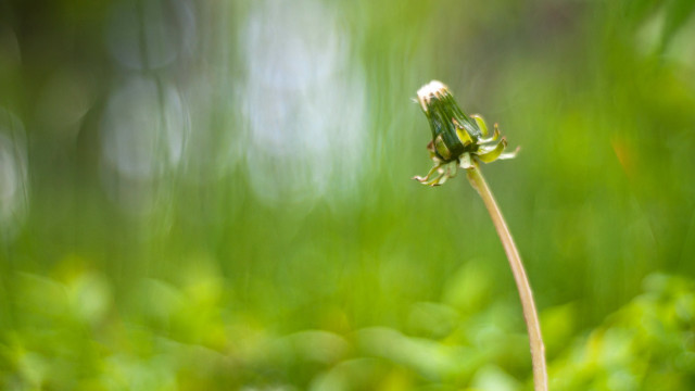 Small green flower field trees free wallpaper - medium preview image