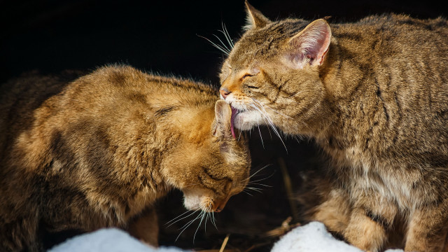 Cat licking cat snow animals free wallpaper - medium preview image