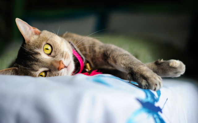 Black cat yellow eyes bed #2 free wallpaper - medium preview image