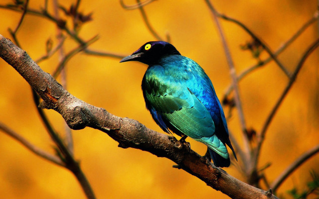 Bird branch yellow background autumn free wallpaper - medium preview image