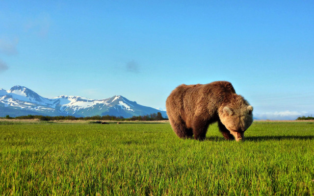 Bear green field mountain range free wallpaper - medium preview image