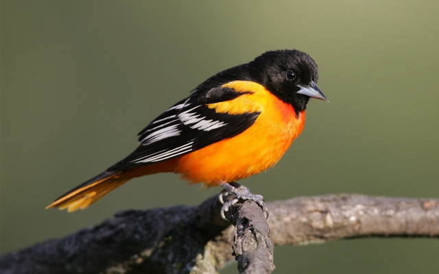 Small bird perched branch orange free wallpaper - medium preview image