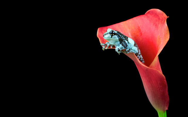 Frog flower stem mouth open free wallpaper - medium preview image