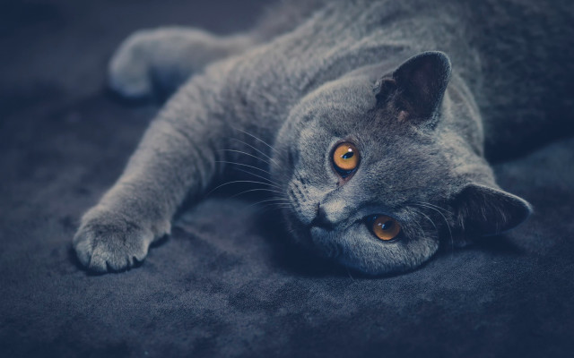 Cat couch yellow eyes night free wallpaper - medium preview image