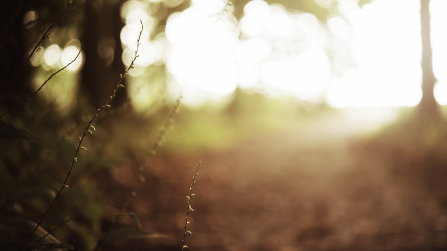 Blurry woods path sunlight moon free wallpaper - medium preview image