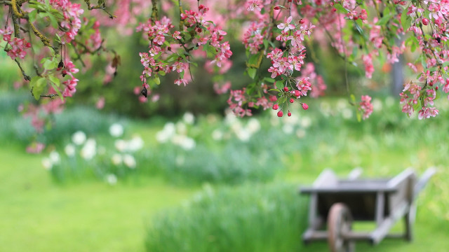 Pink flower bench under tree free wallpaper - medium preview image