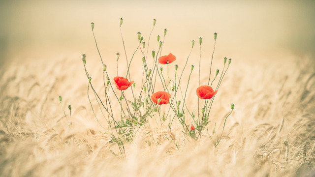 Field redflowers berry plant nature free wallpaper - medium preview image