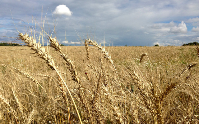 Wheat field cloudy sky mountains free wallpaper - medium preview image