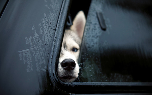 Dog rainy window sad furry free wallpaper - medium preview image