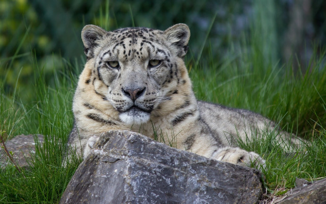 Snow leopard rock grass bush free wallpaper - medium preview image