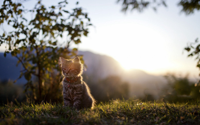 Kitten grass sunshine tree blur free wallpaper - medium preview image
