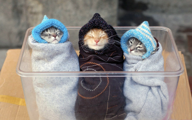Cats blankets hats table melting free wallpaper - medium preview image