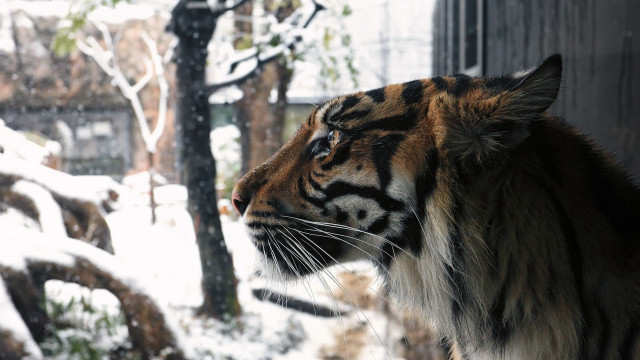 Majestic tiger snowy window outdoors free wallpaper - medium preview image