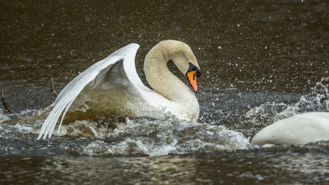 Swan wings spread takeoff water free wallpaper - medium preview image