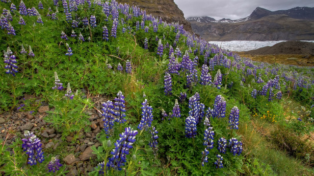 Alaskan glacier flower field nature free wallpaper - medium preview image