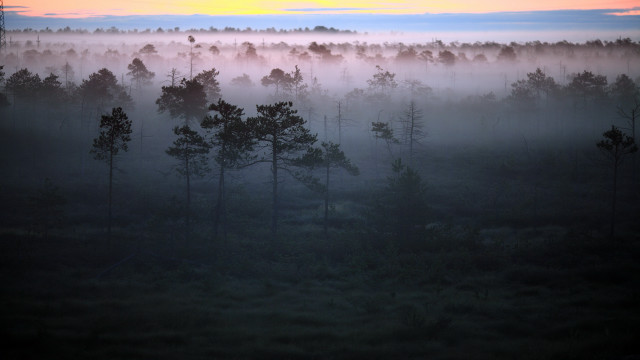 Foggy forest sunset clouds matte free wallpaper - medium preview image