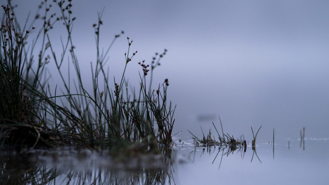 Tiny pond fog plants sunset free wallpaper - medium preview image