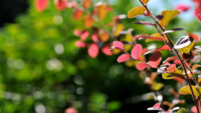 Tree red leaves bokeh blurry free wallpaper - medium preview image