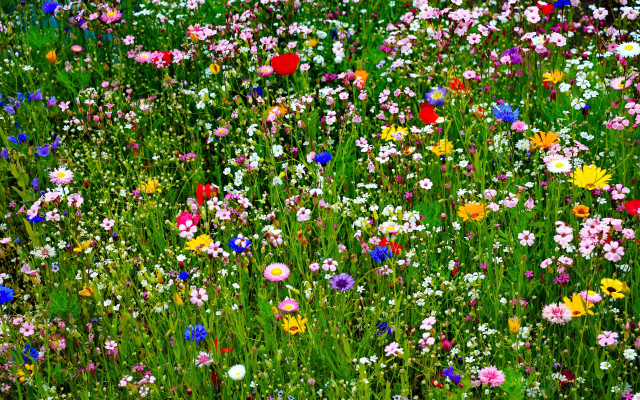 Flower field red stop sign free wallpaper - medium preview image