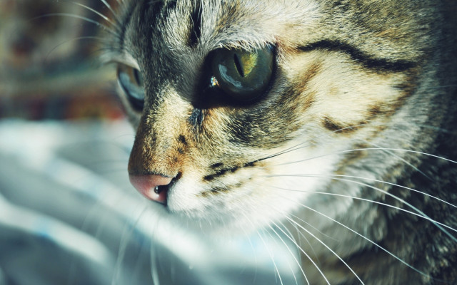 Cat blackeye white nose looking free wallpaper - medium preview image