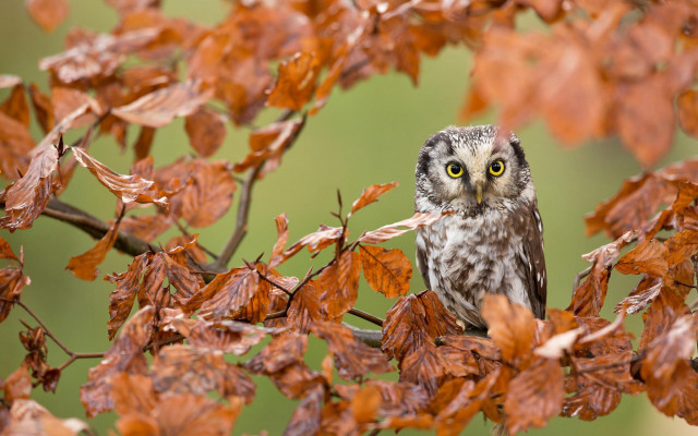 Small owl branch autumn bird free wallpaper - medium preview image
