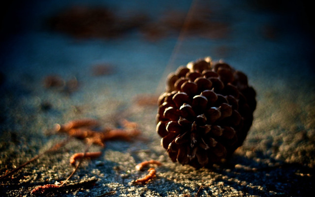 Pine cone sand blurry background free wallpaper - medium preview image