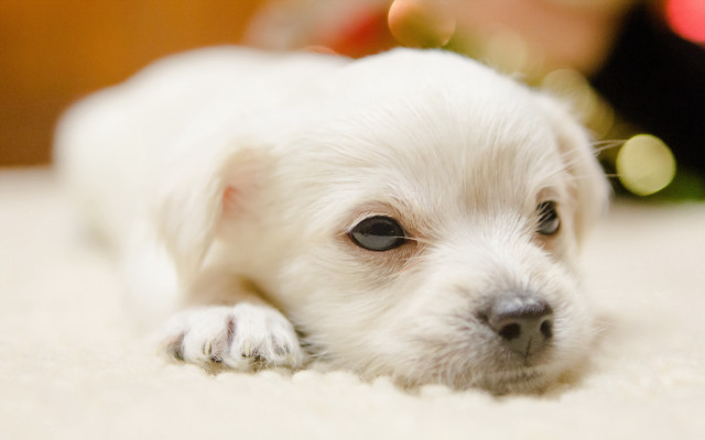 White dog christmas tree blurry free wallpaper - medium preview image