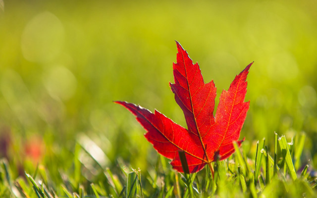 Red leaf grass sunlight autumn free wallpaper - medium preview image