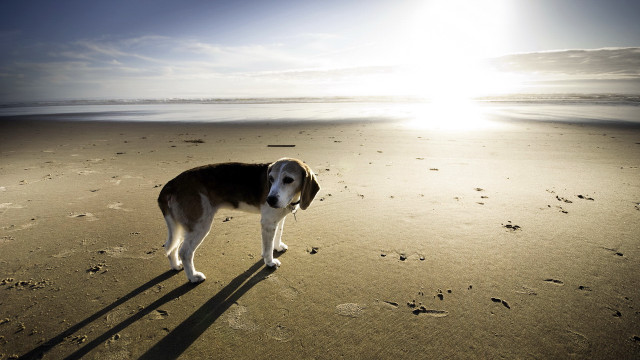 Dog beach footprints sunset ocean free wallpaper - medium preview image