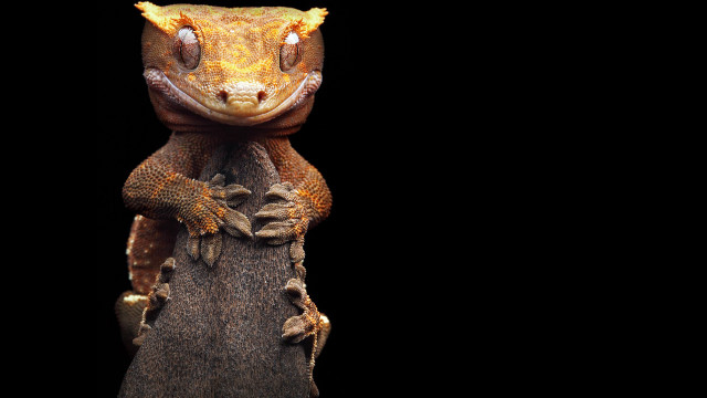 Lizard stump branch eyes sumatraism free wallpaper - medium preview image