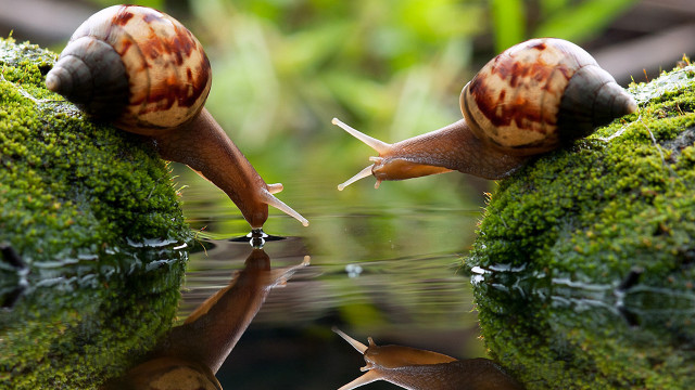 Snails reflections moss rocks surreal free wallpaper - medium preview image