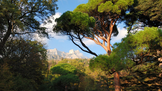 Forest mountains blue sky autumn free wallpaper - medium preview image