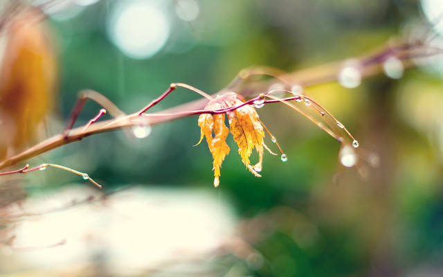 Water drops branch bokeh moon free wallpaper - medium preview image