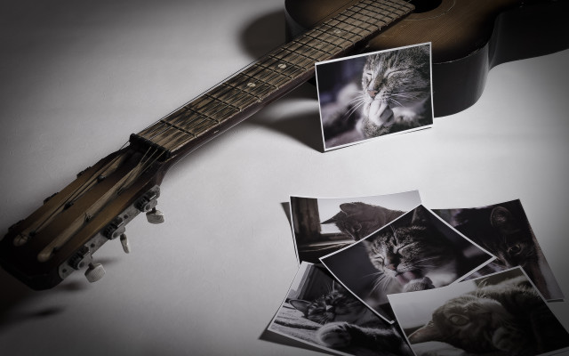 Guitar cat photorealism stilllife cinematic free wallpaper - medium preview image