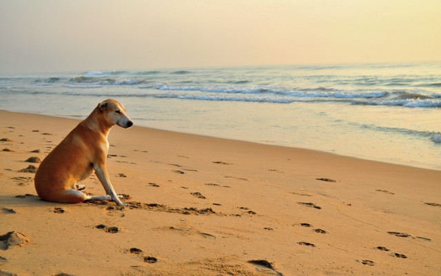 Dog beach ocean footprints wave free wallpaper - medium preview image